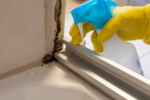 Crawl Space Mold Removal in East Hampton North, NY