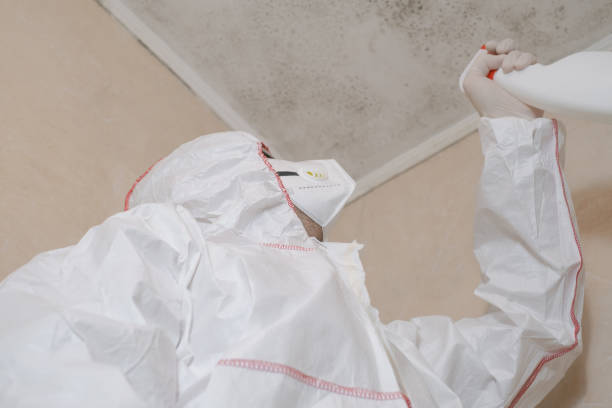 Best Mold Damage Repair  in East Hampton North, NY