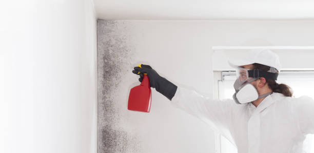Certified Mold Removal in East Hampton North, NY